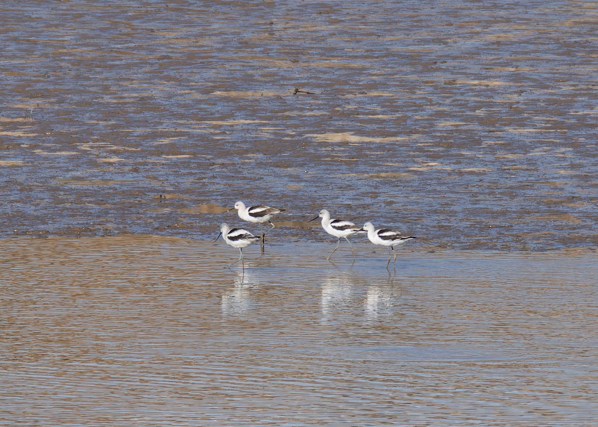 American Avocet - Verlee Sanburg