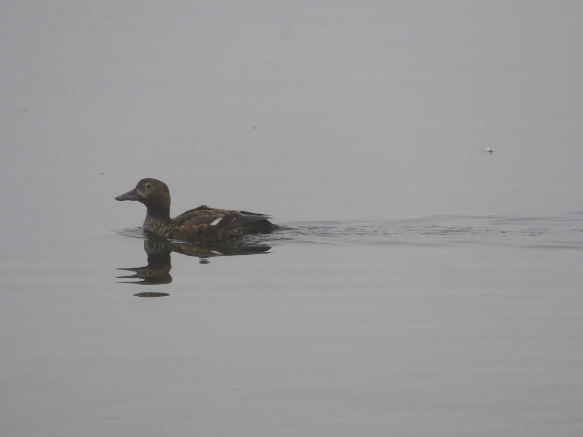 Steller's Eider - Michal Kavka