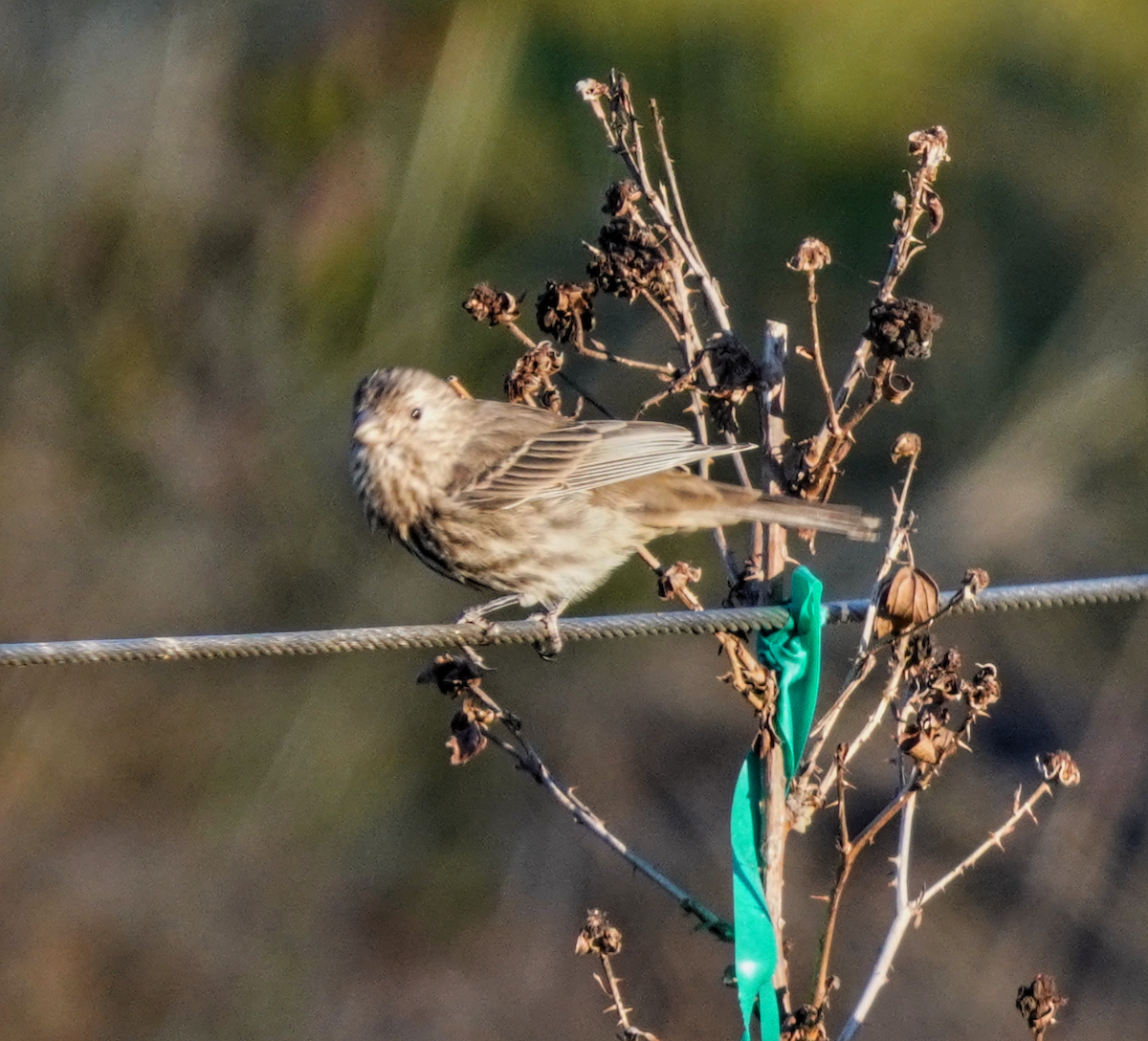 House Finch - ML625285032