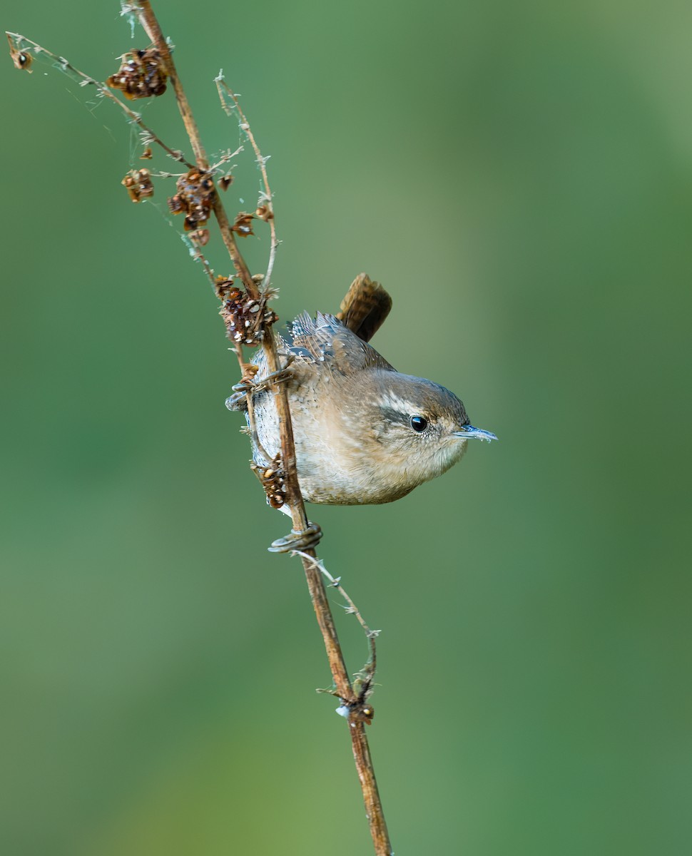 Winter Wren - ML625285160