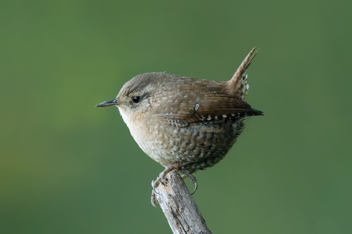 Winter Wren - Pramod Prabhu