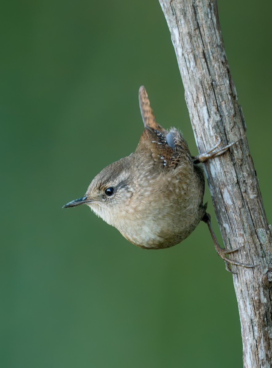 Winter Wren - ML625285162