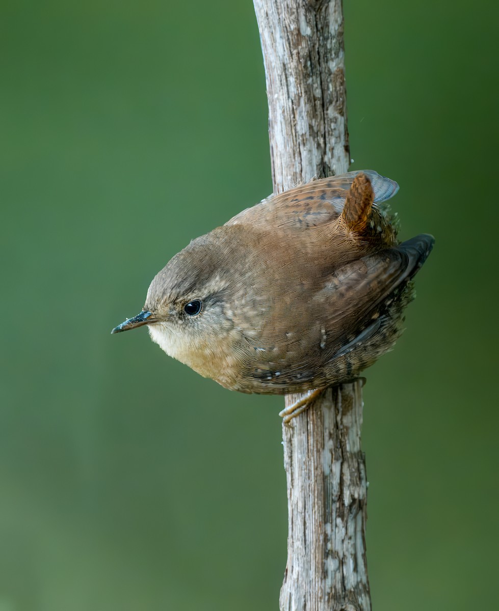 Winter Wren - ML625285163