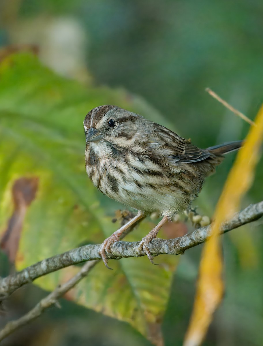 Song Sparrow - ML625285172