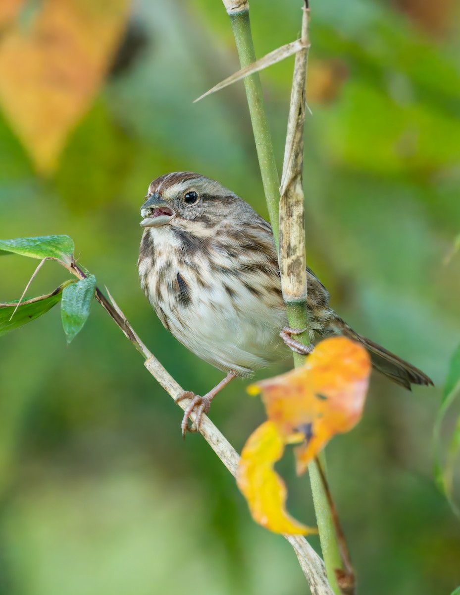 Song Sparrow - ML625285173