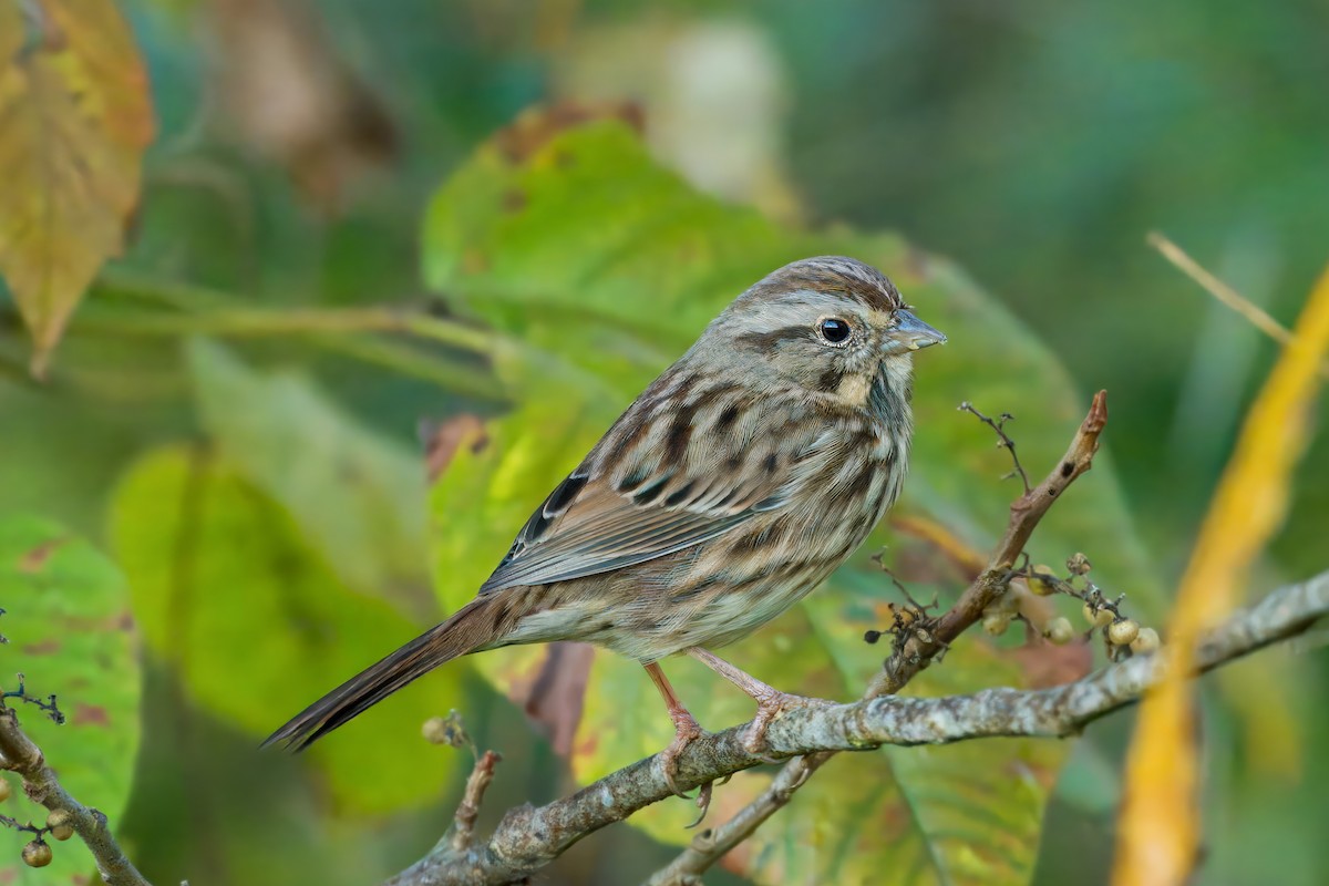 Song Sparrow - ML625285174