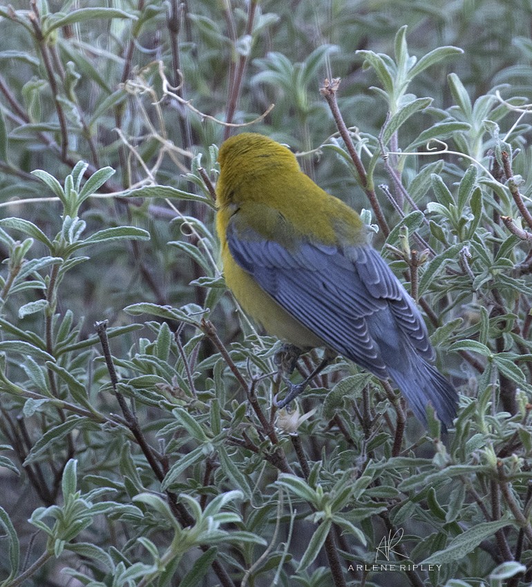 Prothonotary Warbler - ML625285214