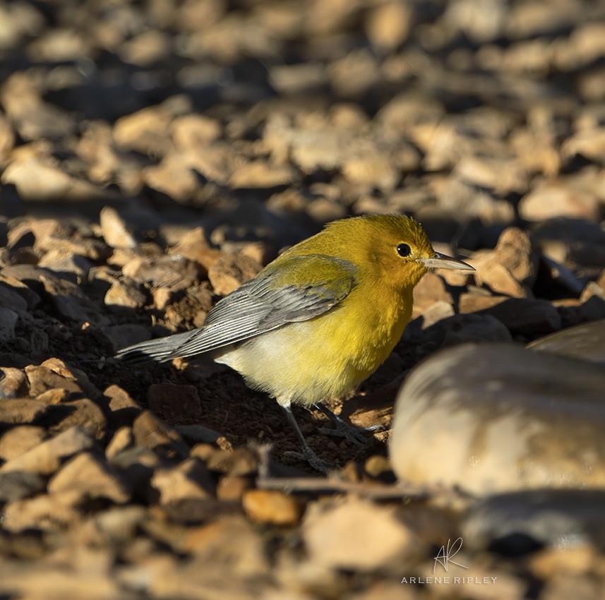 Prothonotary Warbler - ML625285217