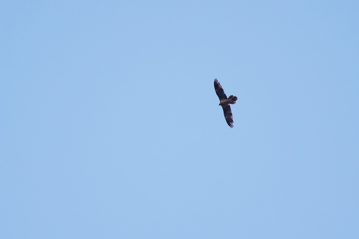 Bearded Vulture - ML625285219