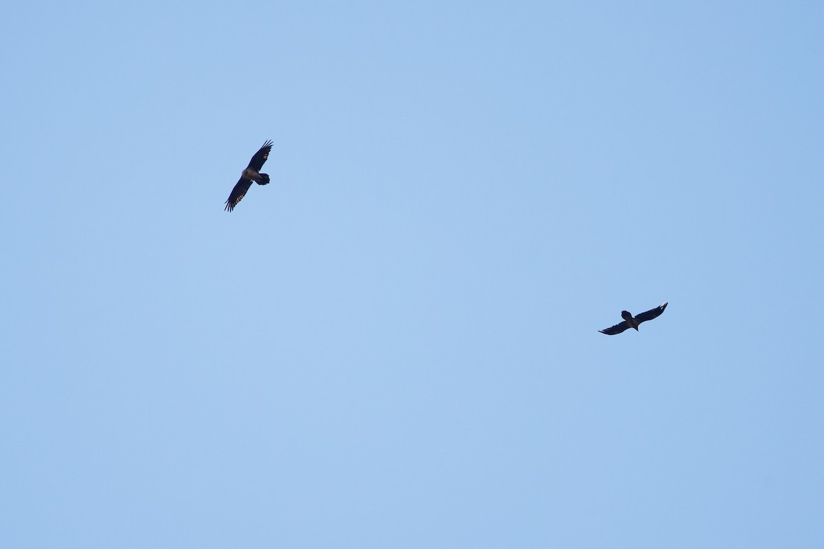 Bearded Vulture - ML625285220