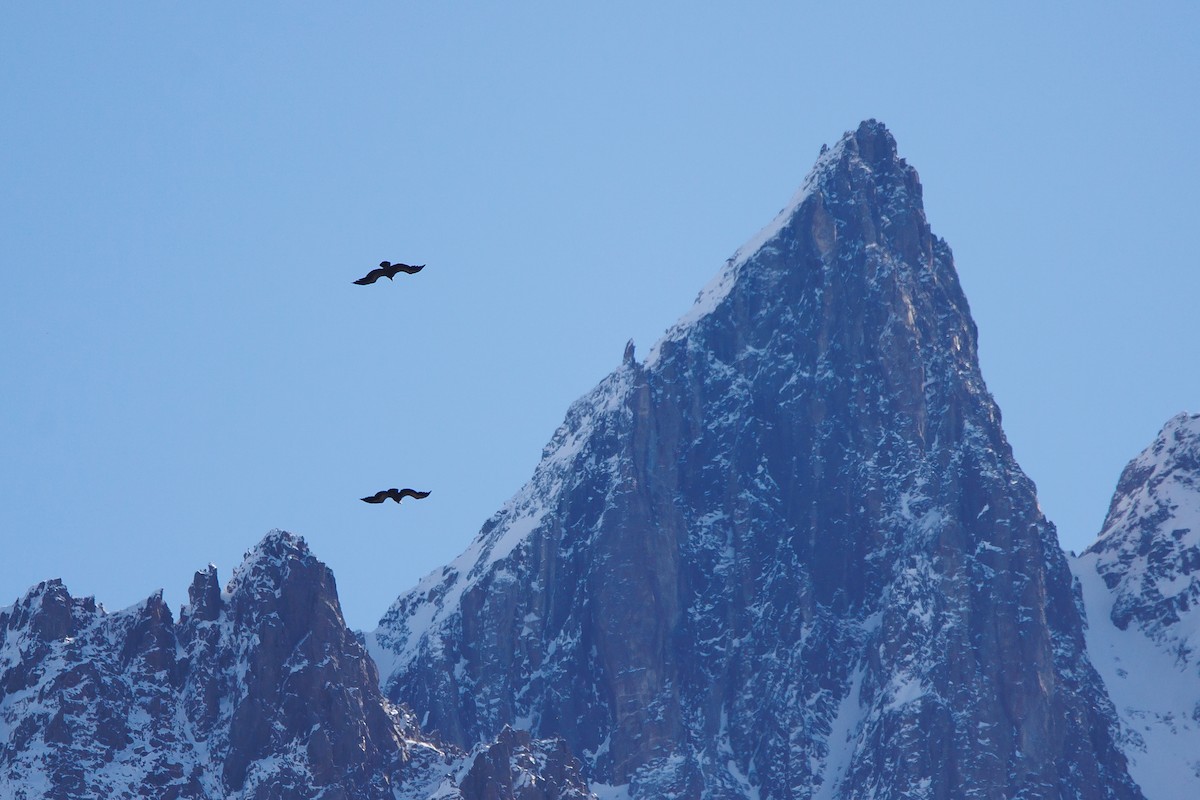 Eurasian Griffon - Giorgi Natsvlishvili