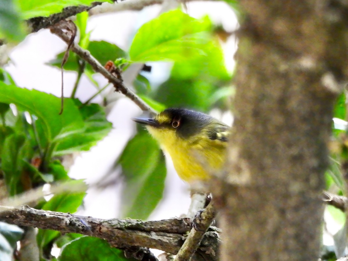 Gray-headed Tody-Flycatcher - ML625285244