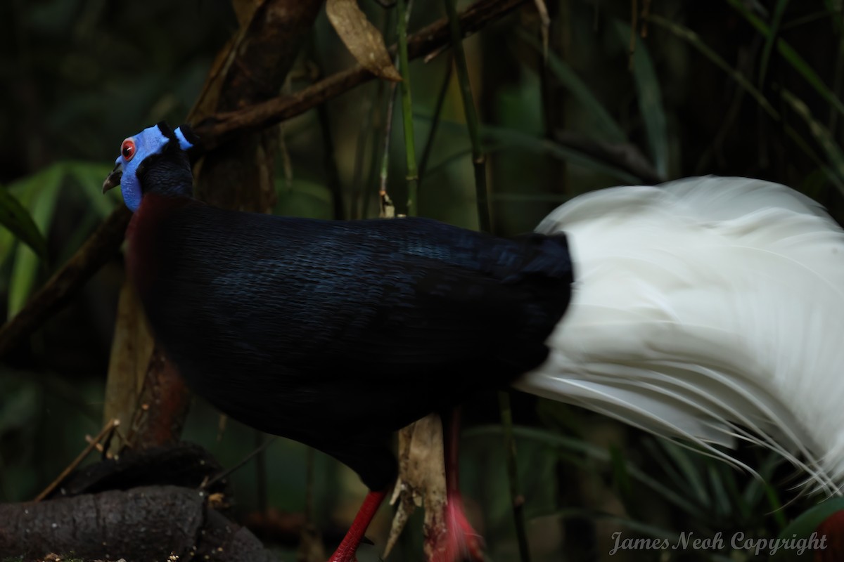 Bulwer's Pheasant - ML625285259