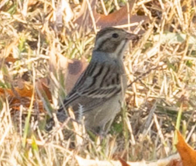 Clay-colored Sparrow - ML625285366