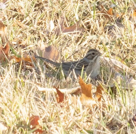 Clay-colored Sparrow - ML625285369