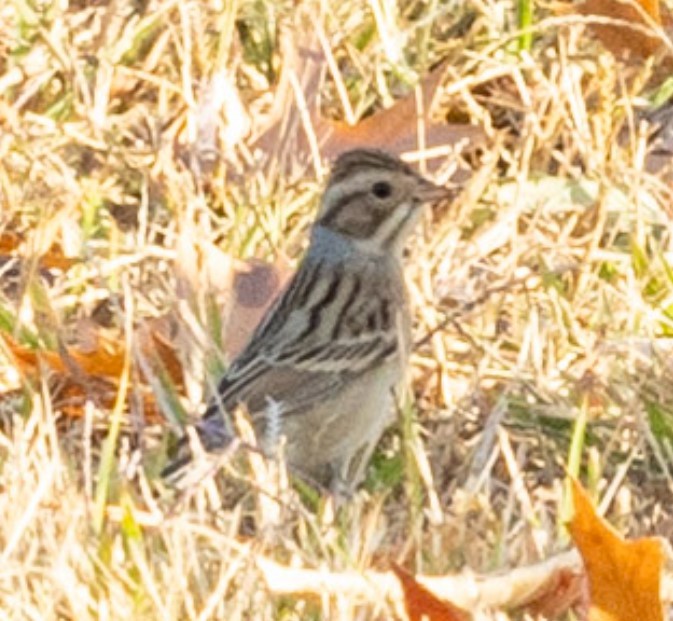 Clay-colored Sparrow - ML625285370