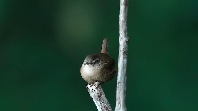 Troglodyte des forêts - ML625285436