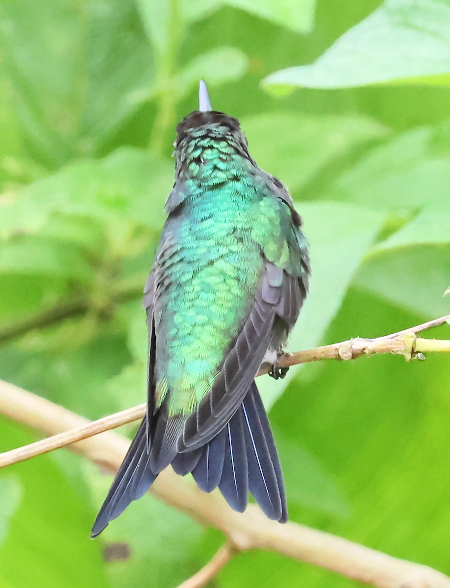 Sapphire-throated Hummingbird - ML625285491