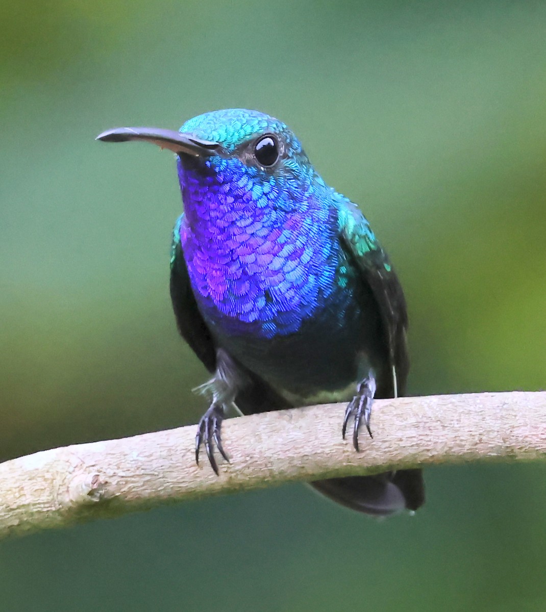 Sapphire-throated Hummingbird - ML625285492