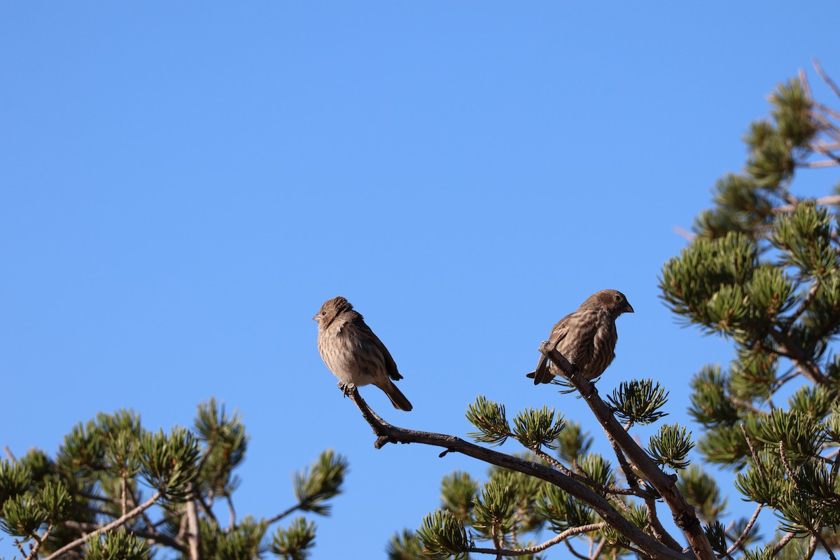 House Finch - ML625285527