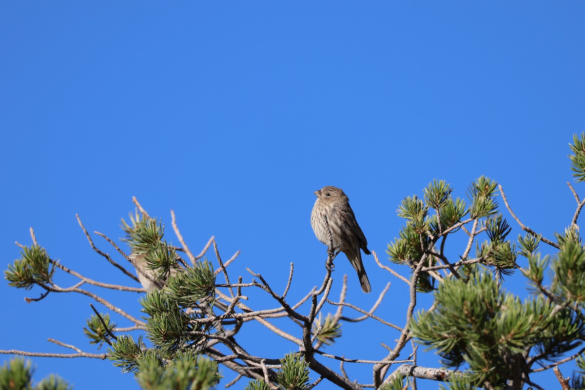 House Finch - ML625285528