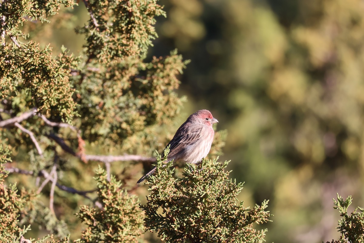 House Finch - Connor Bouffard