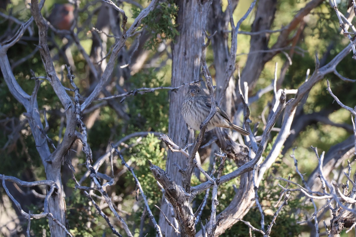 House Finch - ML625285530