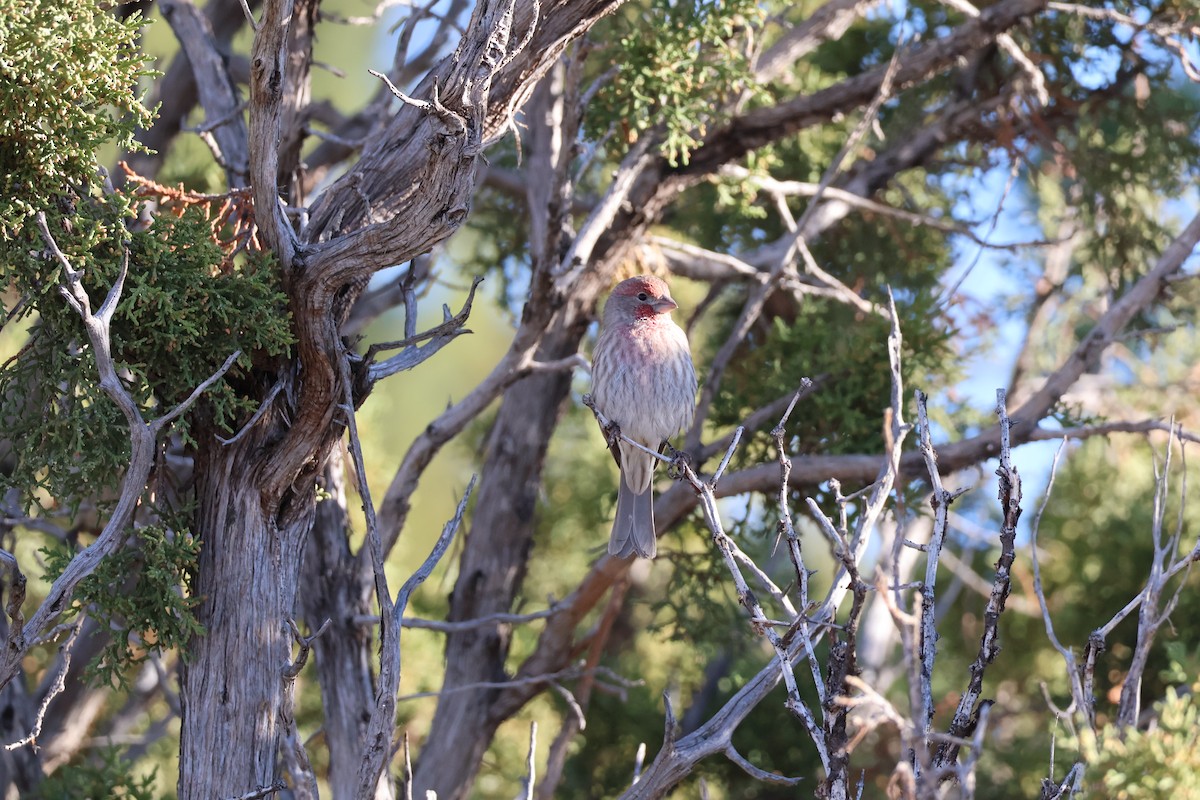 House Finch - ML625285531