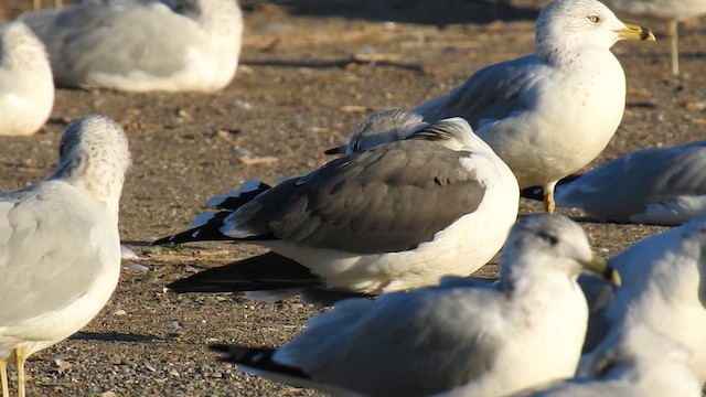 Black-tailed Gull - ML625285539