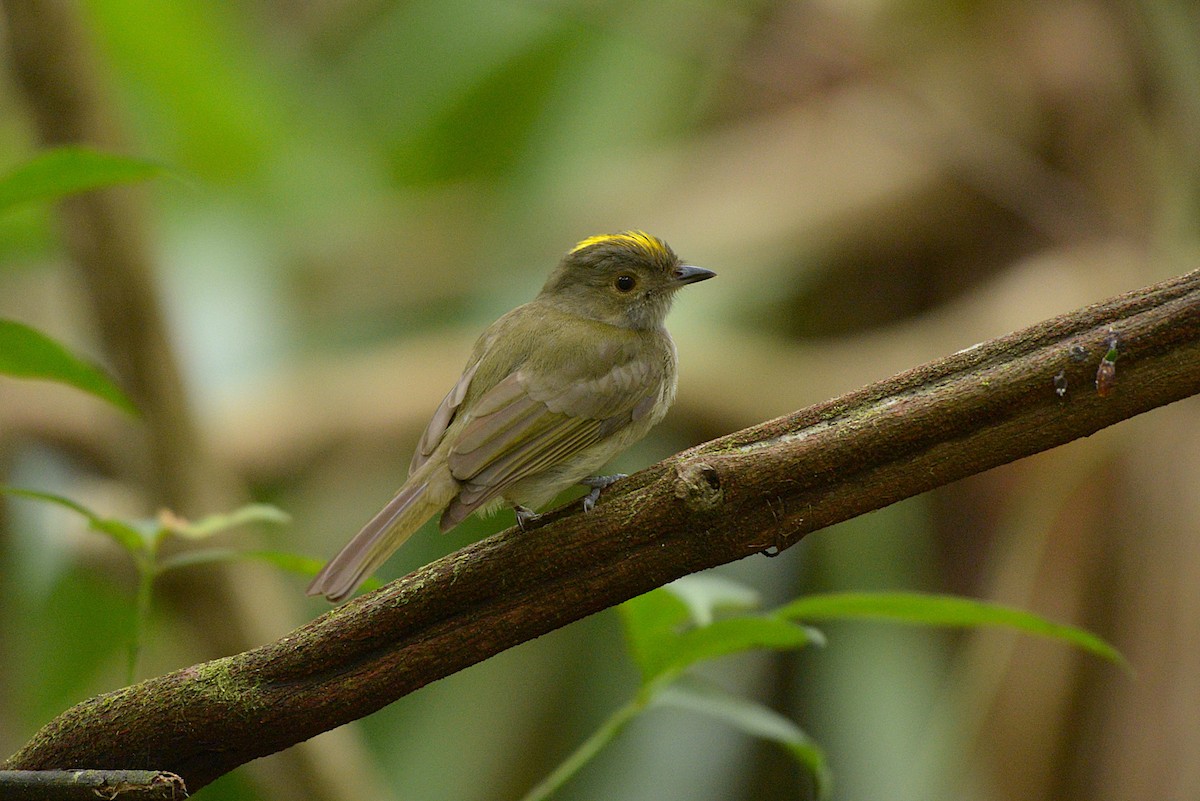 Pale-bellied Tyrant-Manakin - ML625285588