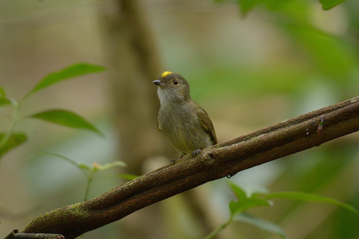 Pale-bellied Tyrant-Manakin - ML625285589