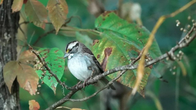 White-throated Sparrow - ML625285620