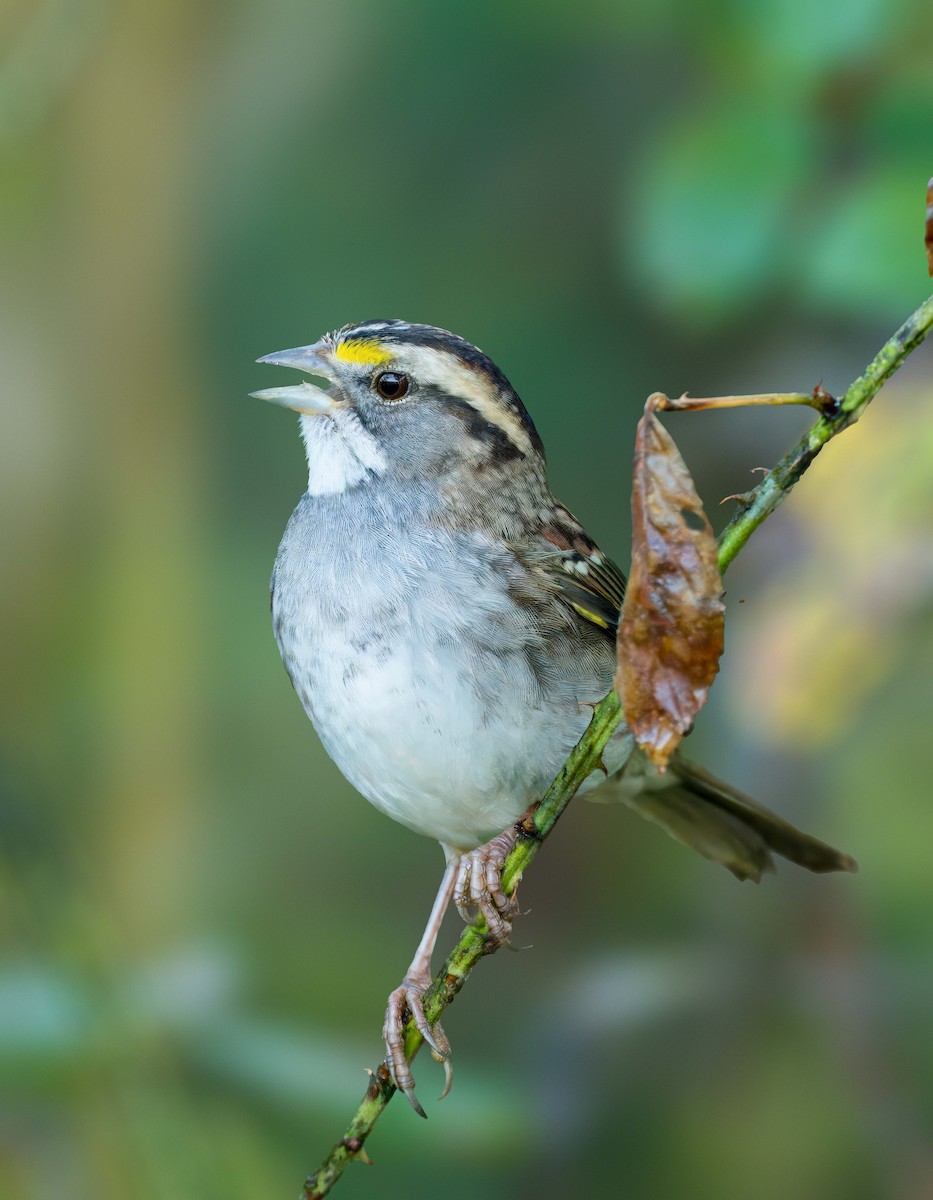 White-throated Sparrow - ML625285629