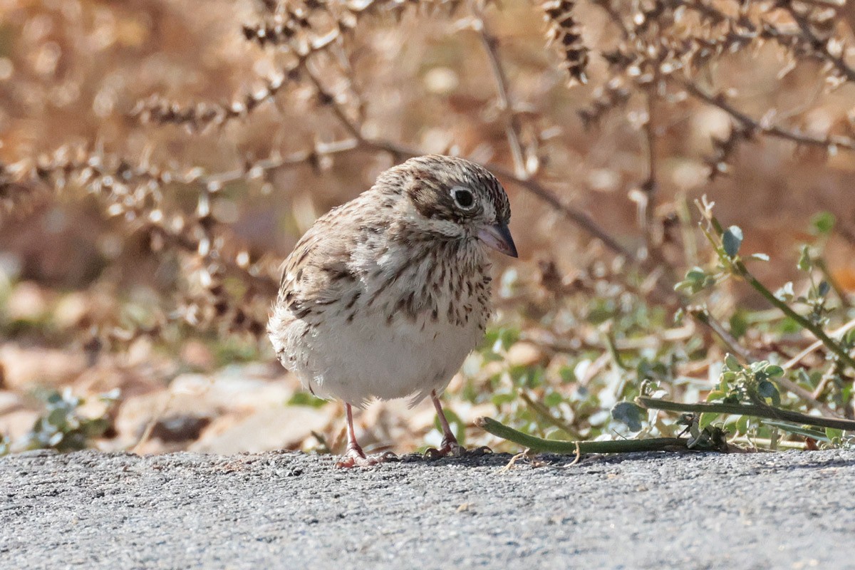 Vesper Sparrow - ML625285649