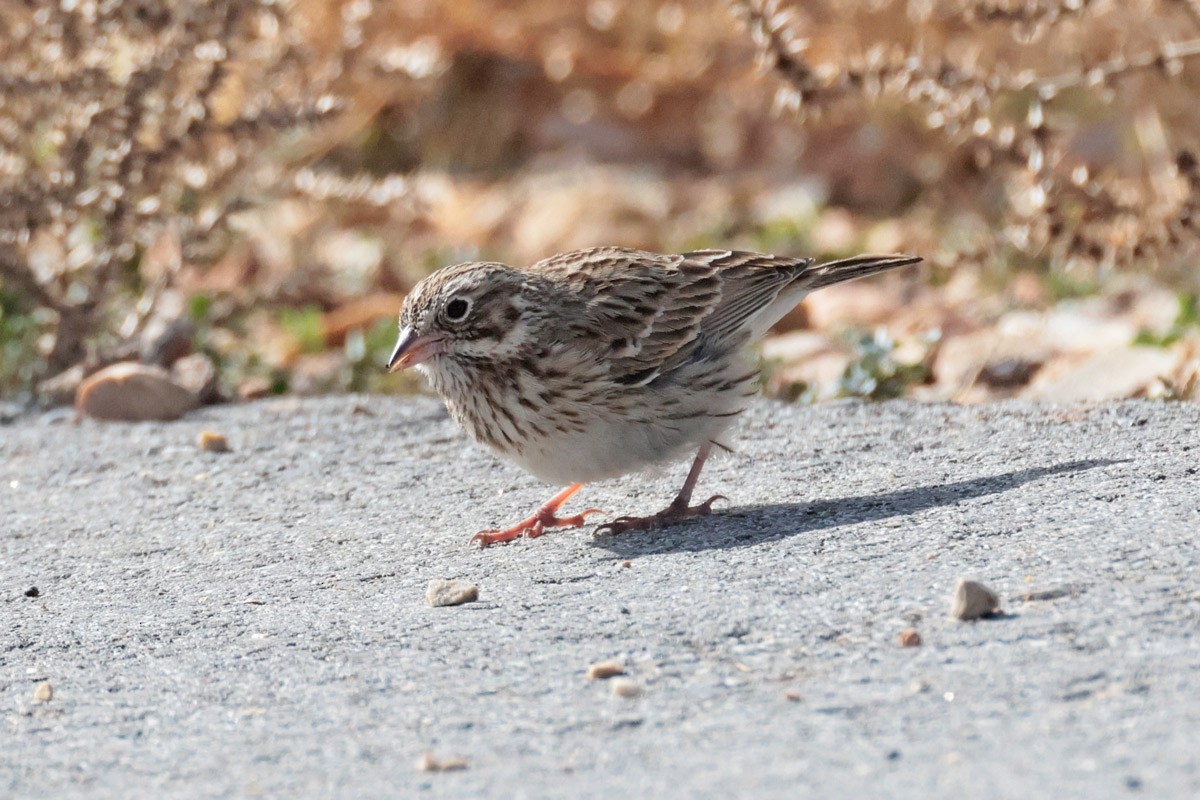 Vesper Sparrow - ML625285650