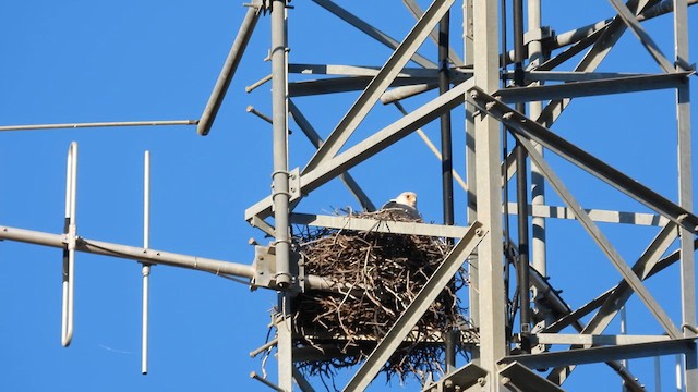 Gray Falcon - ML625285752