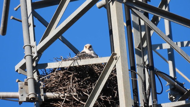 Gray Falcon - ML625285753