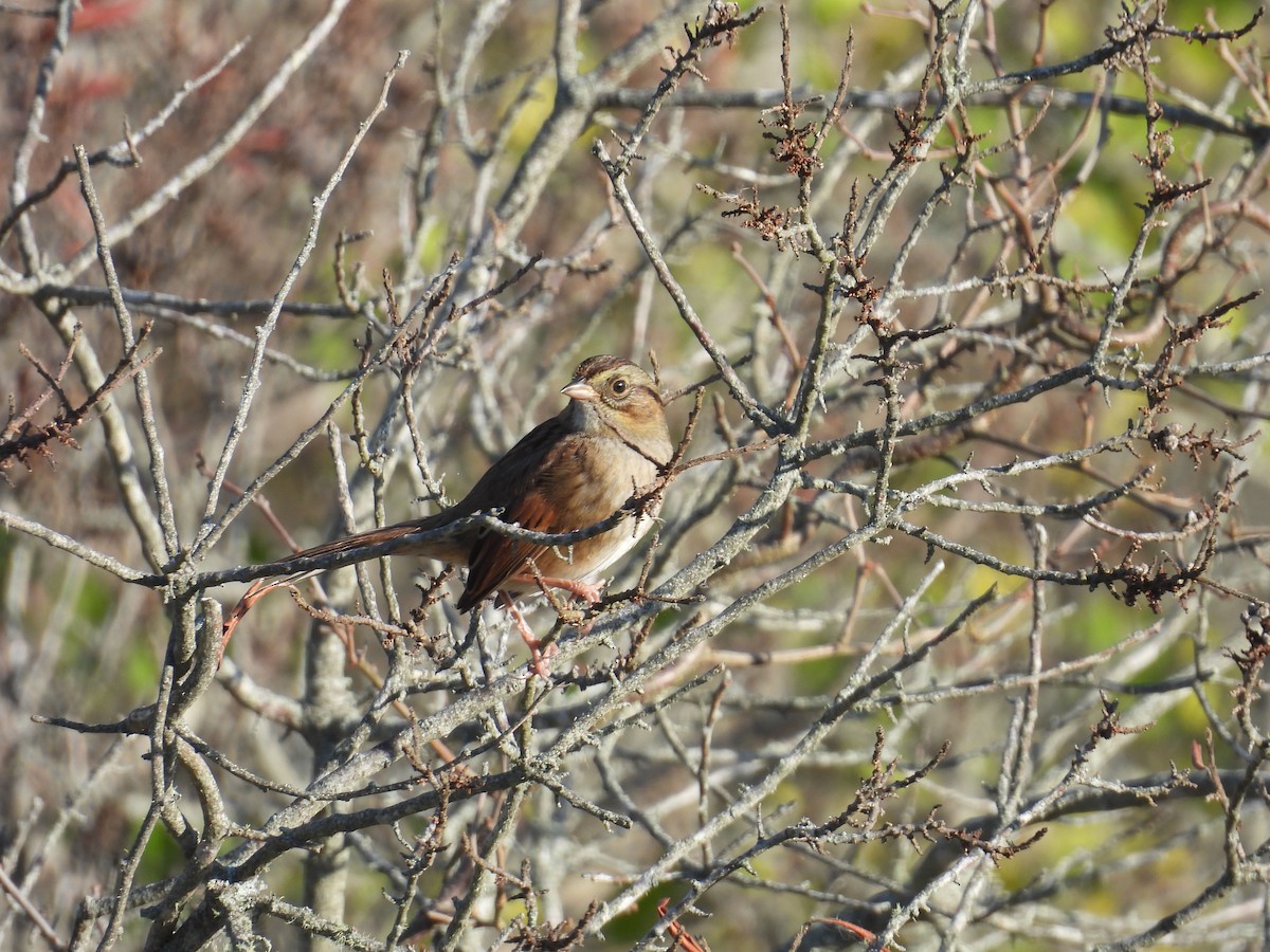 Swamp Sparrow - Carolyn Longworth