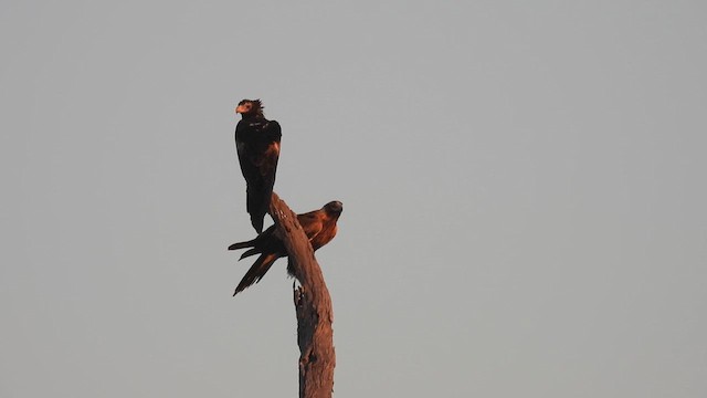 Wedge-tailed Eagle - ML625285807