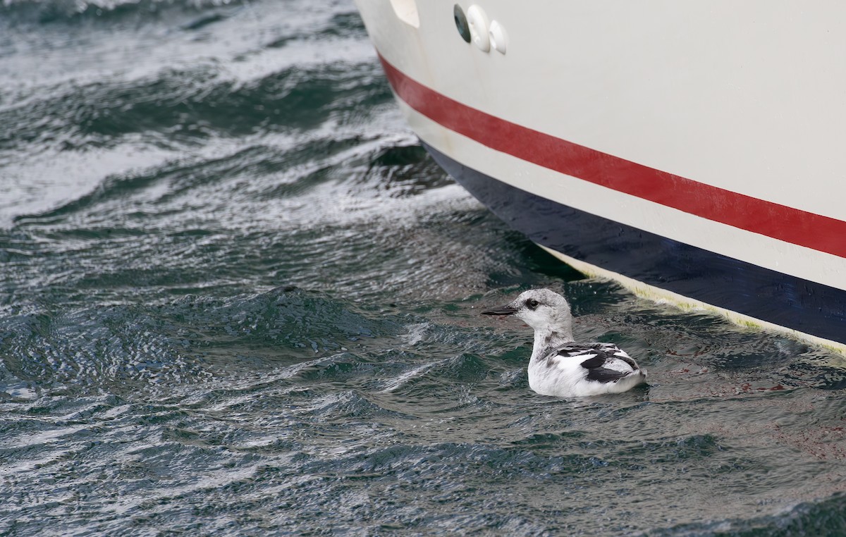Black Guillemot - ML625285851