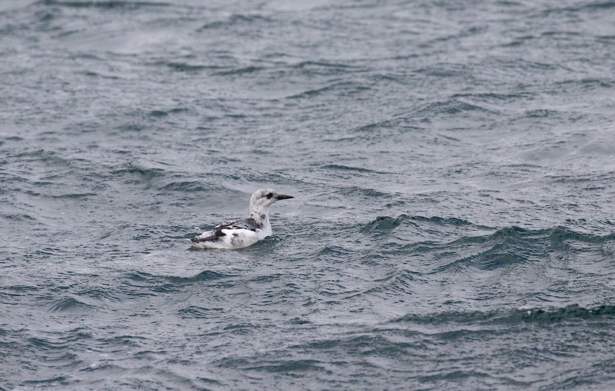 Black Guillemot - ML625285852