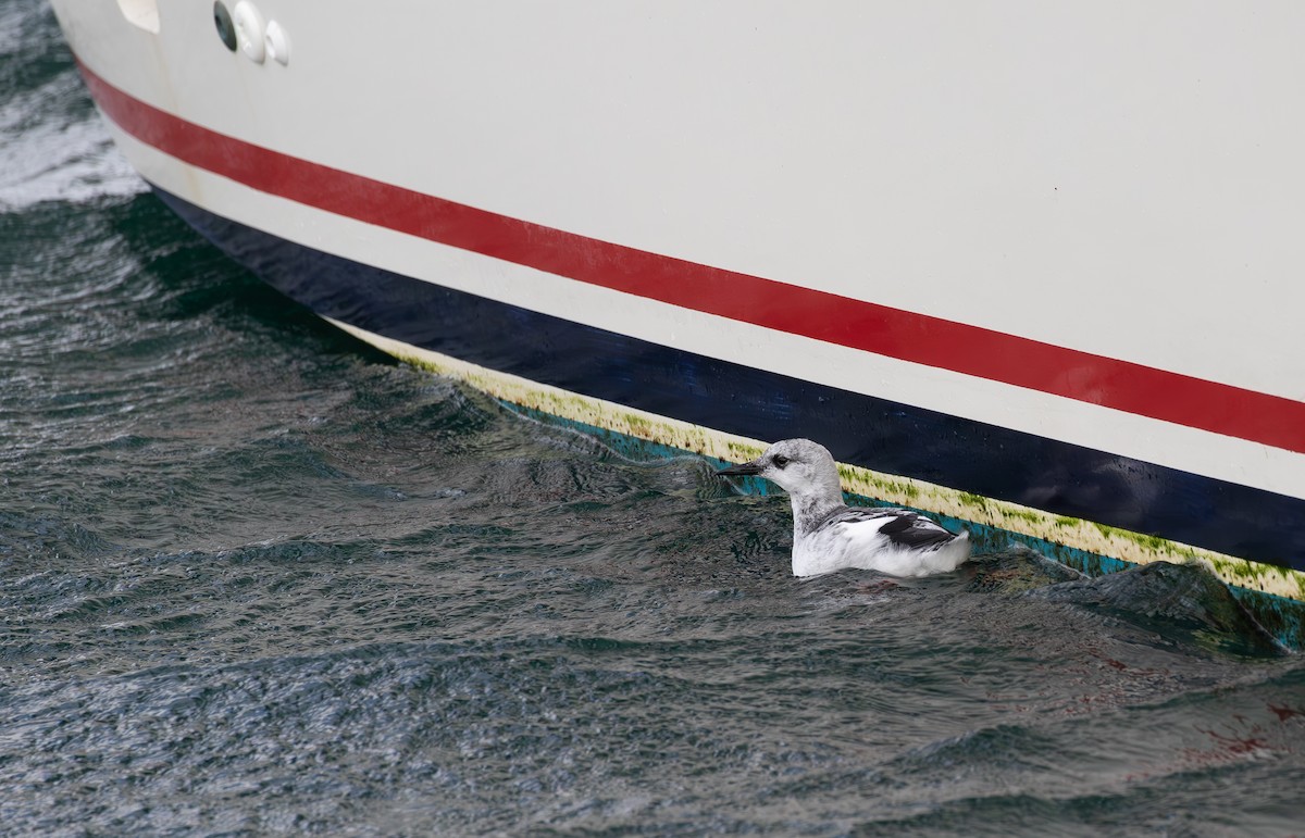 Black Guillemot - ML625285853