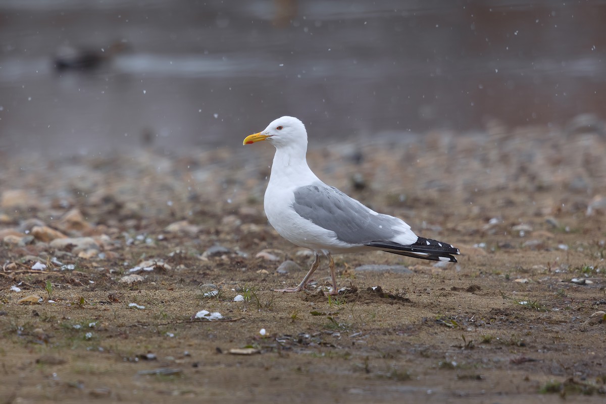 Mongolian Gull - Woochan Kwon