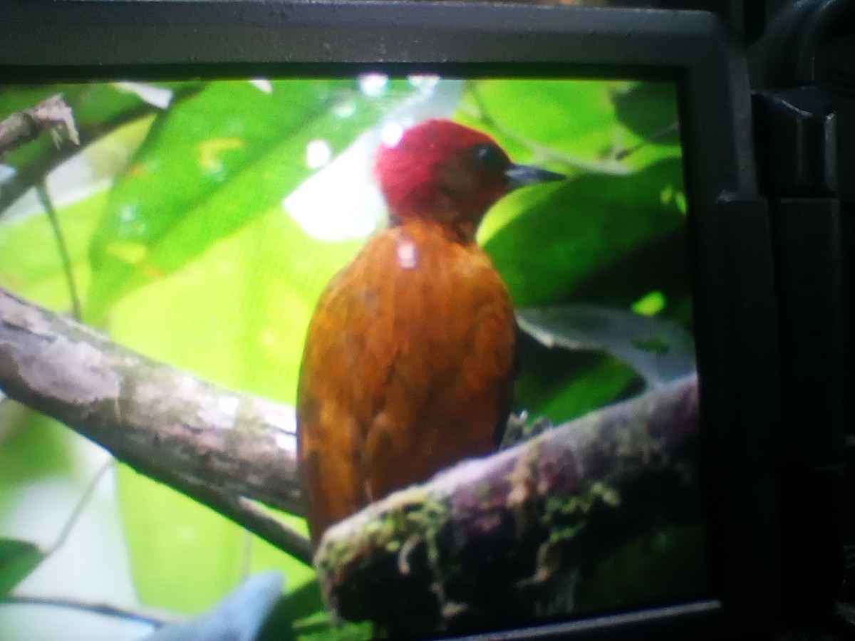 Rufous-winged Woodpecker - ML625285956