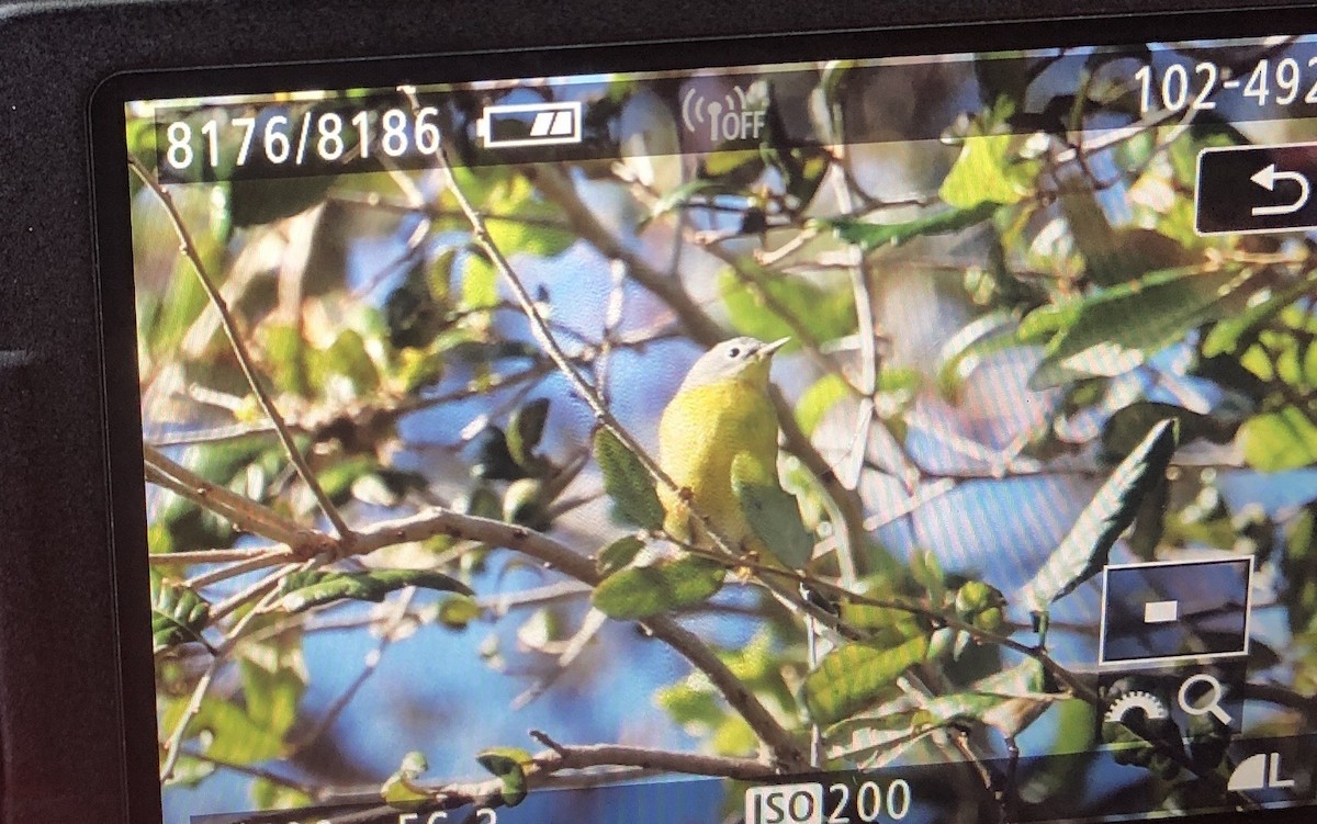 Nashville Warbler - ML625285964