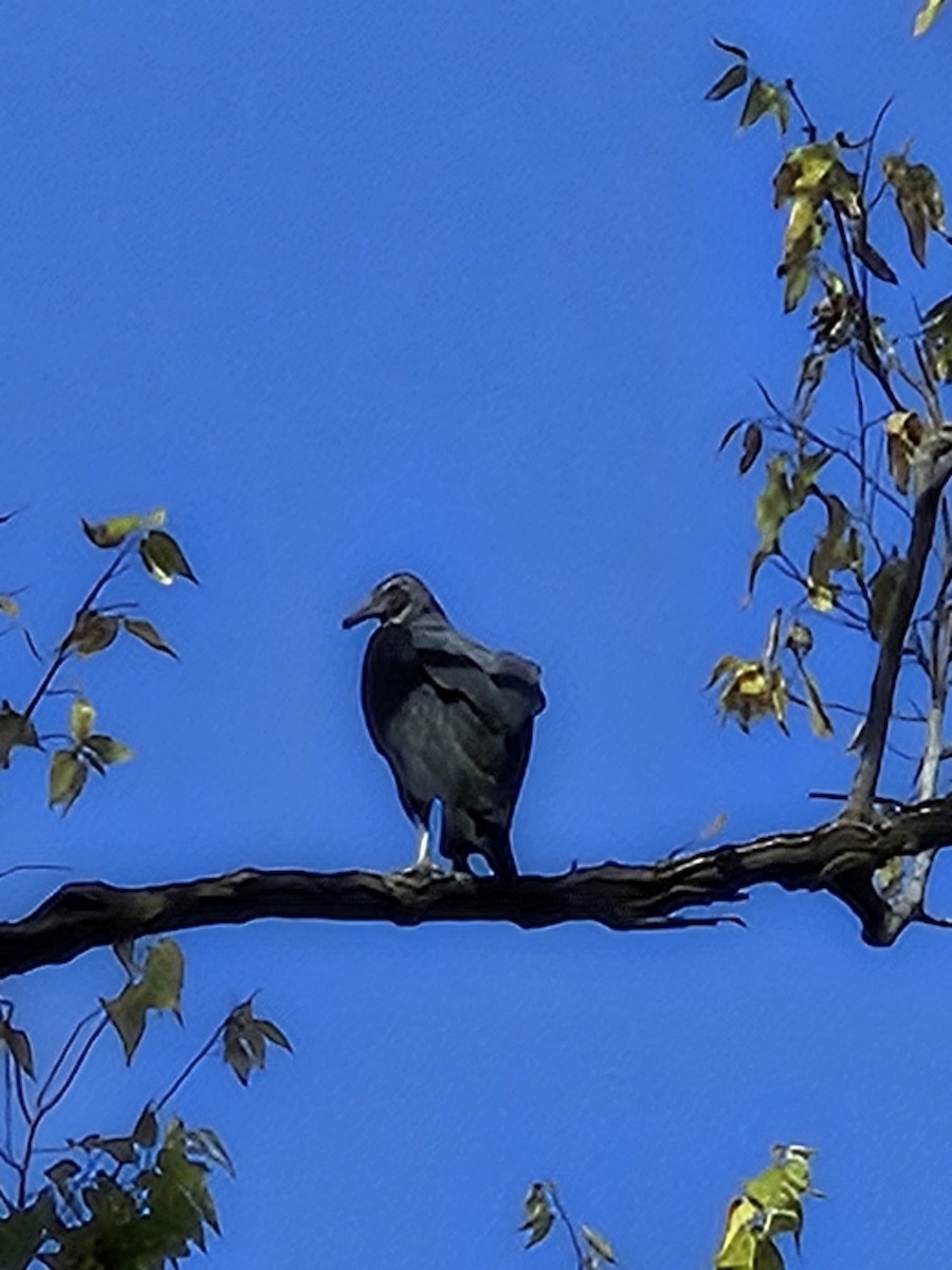 Black Vulture - ML625285967