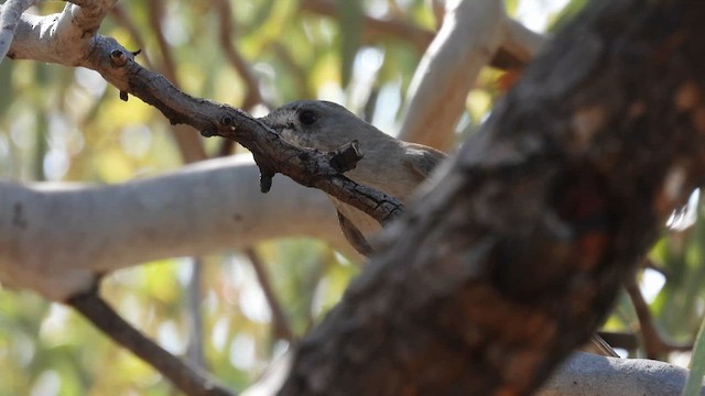 Gray Shrikethrush - ML625285983