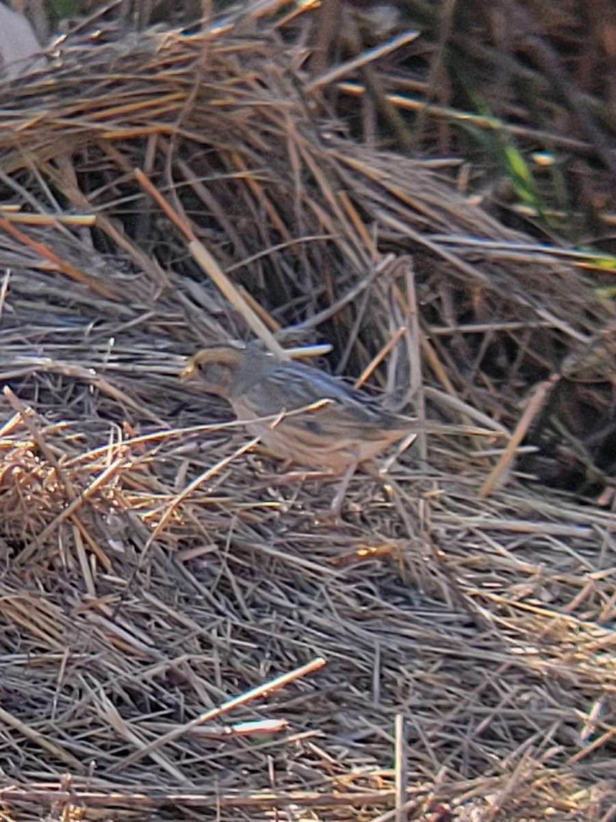 Nelson's Sparrow - ML625286032