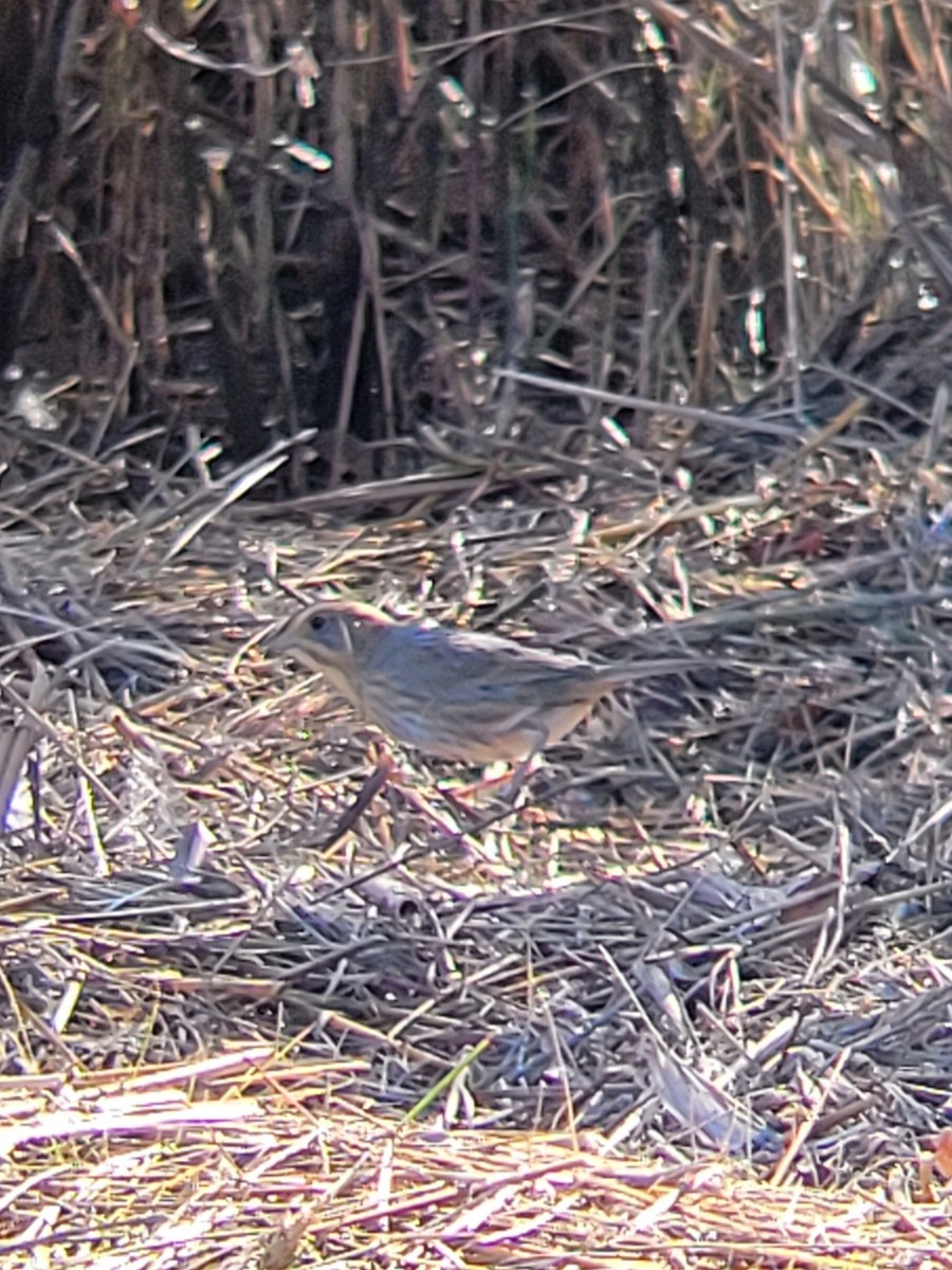 Nelson's Sparrow - ML625286033
