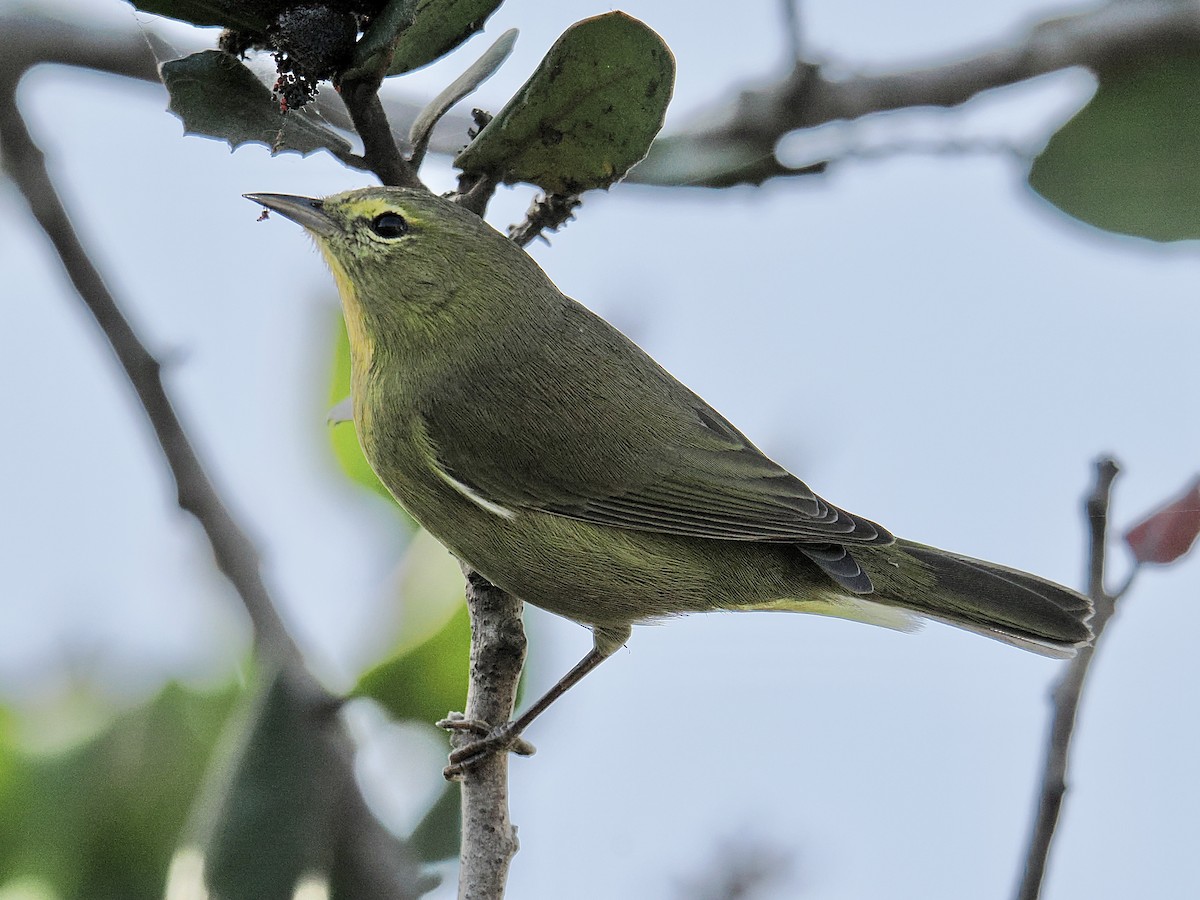 Orange-crowned Warbler - ML625286048